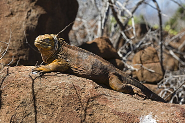 Land Iguana (Conolophus subcristatus), North Seymour Island, Galapagos Islands, UNESCO World Heritage Site, Ecuador, South America