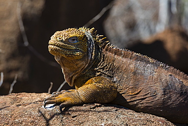 Land Iguana (Conolophus subcristatus), North Seymour Island, Galapagos Islands, UNESCO World Heritage Site, Ecuador, South America