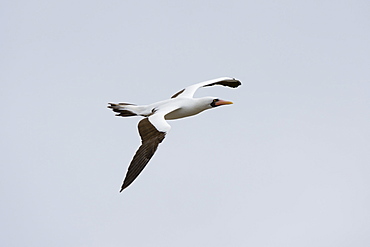 Nazca booby (masked booby) (Sula dactylatra granti) in flight, Punta Suarez, Espanola Island, Galapagos Islands, Ecuador, South America