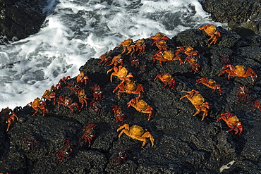 Sally Lightfoot Crab (Grapsus grapsus), Bachas beach, North Seymour Island, Galapagos Islands, UNESCO World Heritage Site, Ecuador, South America