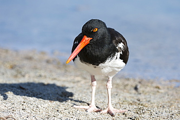 American oystercatcher (Haematopus palliatus), Bachas beach, North Seymour island, Galapagos Islands, Ecuador, South America