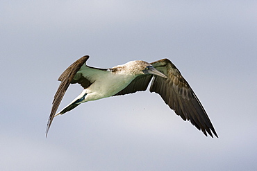 A blue-footed booby (Sula nebouxii) in flight, Galapagos Islands, Ecuador, South America