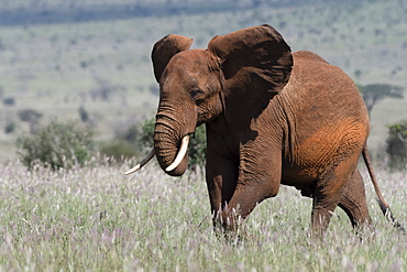 African elephant (Loxodonta africana), Tsavo, Kenya, East Africa, Africa