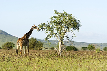 Masai giraffe (Giraffa camelopardalis), Tsavo, Kenya, East Africa, Africa