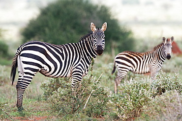 Plains zebras (Equus quagga), Tsavo, Kenya, East Africa, Africa