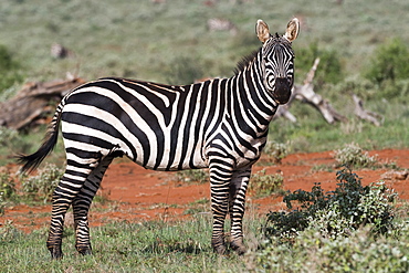 Plains zebra (Equus quagga), Tsavo, Kenya, East Africa, Africa