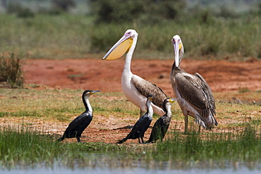 Great white pelican (Pelecanus onocrotalus), Tsavo, Kenya, East Africa, Africa