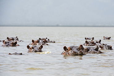 Hippopotamuses (Hippopotamus amphibius), in Lake Gipe, Tsavo, Kenya, East Africa, Africa