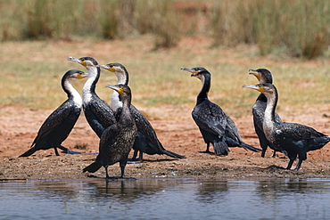 White-necked cormorant (Phalocrocorax carbo), Tsavo, Kenya, East Africa, Africa