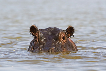 A hippopotamus (Hippopotamus amphibius), looking at the camera, Tsavo, Kenya, East Africa, Africa