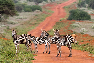 Plains zebras (Equus quagga), Tsavo, Kenya, East Africa, Africa