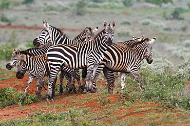 Plains zebras (Equus quagga), Tsavo, Kenya, East Africa, Africa