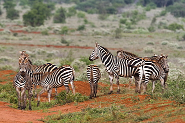 Plains zebras (Equus quagga), Tsavo, Kenya, East Africa, Africa