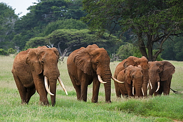 African elephants (Loxodonta africana), Tsavo, Kenya, East Africa, Africa