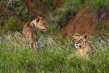 Lions (Panthera leo), Tsavo, Kenya, East Africa, Africa