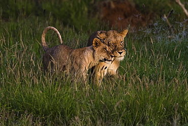 A lioness (Panthera leo) and her cub, Tsavo, Kenya, East Africa, Africa