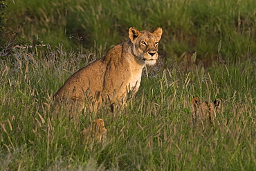 A lioness (Panthera leo) sitting in the grass with its cubs, Tsavo, Kenya, East Africa, Africa