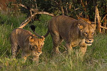 A lioness (Panthera leo) and cub, walking, Tsavo, Kenya, East Africa, Africa