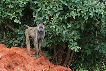 A yellow baboon (Papio hamadryas cynocephalus), on a termite mound, Kenya, East Africa, Africa