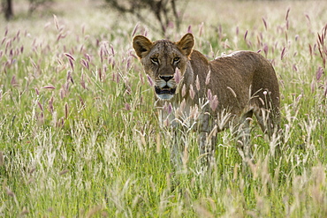 Lioness (Panthera leo), Tsavo, Kenya, East Africa, Africa