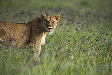 A lioness (Panthera leo), in a field of purple grass, Tsavo, Kenya, East Africa, Africa