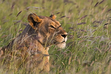 Portrait of a lioness (Panthera leo), in a field of purple grass, Kenya, East Africa, Africa