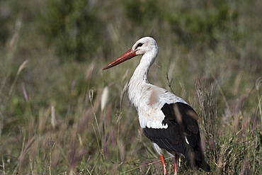 White stork (Ciconia ciconia), Tsavo, Kenya, East Africa, Africa