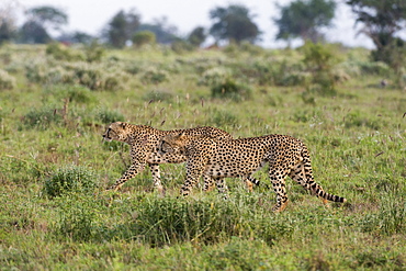 Two endangered cheetahs (Acinonyx jubatus) walking in the savannah, Tsavo, Kenya, East Africa, Africa