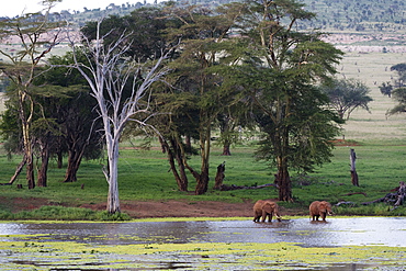 African elephants (Loxodonta africana), Tsavo, Kenya, East Africa, Africa