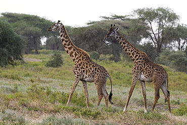 Masai giraffe (Giraffa camelopardalis tippelskirchi), Ndutu, Ngorongoro Conservation Area, Serengeti, Tanzania, East Africa, Africa