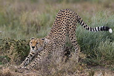 Cheetah (Acinonyx jubatus), Ndutu, Ngorongoro Conservation Area, Serengeti, Tanzania, East Africa, Africa