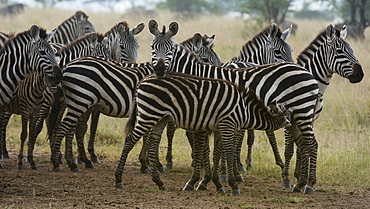 Plains zebras (Equus quagga) under the rain, Seronera, Serengeti National Park, Tanzania, East Africa, Africa