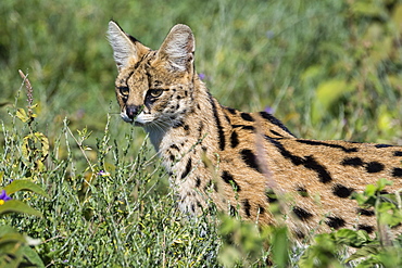 Serval (Leptailurus serval), Ndutu, Ngorongoro Conservation Area, Serengeti, Tanzania, East Africa, Africa