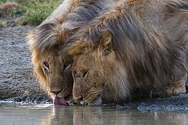 Two male lions (Panthera leo) drinking, Ndutu, Ngorongoro Conservation Area, Serengeti, Tanzania, East Africa, Africa