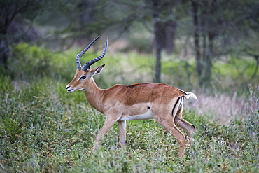 Male impala (Aepyceros melampus), Ndutu, Ngorongoro Conservation Area, Serengeti, Tanzania, East Africa, Africa