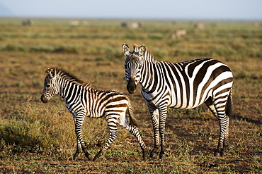 A plains zebra foal (Equus quagga) and its mother, Ndutu, Ngorongoro Conservation Area, Serengeti, Tanzania, East Africa, Africa