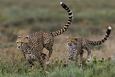 A female cheetah (Acinonyx jubatus) and its cub sparring, Ndutu, Ngorongoro Conservation Area, Serengeti, Tanzania, East Africa, Africa