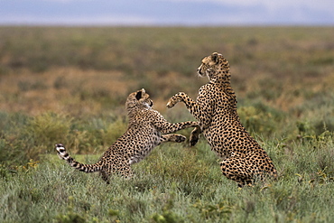 A female cheetah (Acinonyx jubatus) and its cub sparring, Ndutu, Ngorongoro Conservation Area, Serengeti, Tanzania, East Africa, Africa