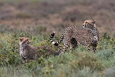 Cheetah (Acinonyx jubatus), Ndutu, Ngorongoro Conservation Area, Serengeti, Tanzania, East Africa, Africa