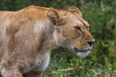 Portrait of a lioness (Panthera leo), Ndutu, Ngorongoro Conservation Area, Serengeti, Tanzania, East Africa, Africa