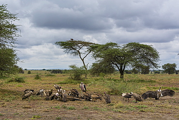 White-backed vultures (Gyps africanus) and marabou stork (Leptoptilos crumeniferus), Ndutu, Serengeti, Tanzania, East Africa, Africa