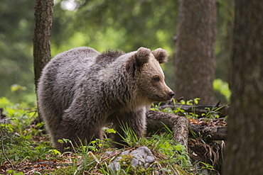 European brown bear (Ursus arctos), Notranjska forest, Slovenia, Europe