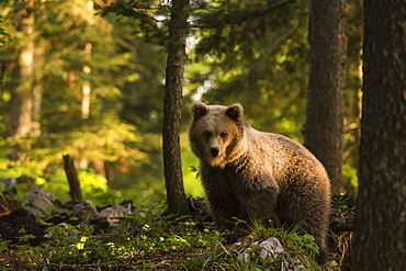 European brown bear (Ursus arctos), Notranjska forest, Slovenia, Europe