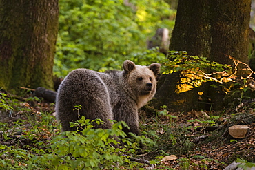 European brown bear (Ursus arctos), Notranjska forest, Slovenia, Europe