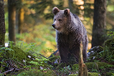 European brown bear (Ursus arctos), Notranjska forest, Slovenia, Europe