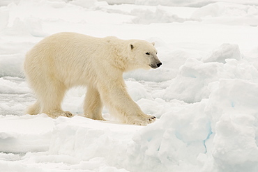 Polar bear (Ursus maritimus), Polar Ice Cap, 81 degrees, north of Spitsbergen, Arctic, Norway, Europe