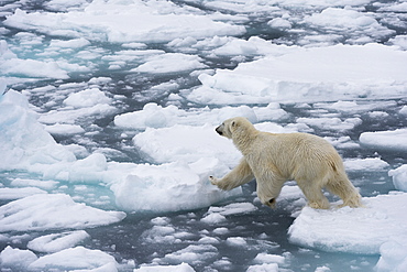 Polar bear (Ursus maritimus), Polar Ice Cap, 81 degrees, north of Spitsbergen, Arctic, Norway, Europe