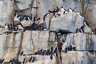 Bruennich's Guillemots (Uria lomvia), Alkefjellet, Spitsbergen, Svalbard Islands, Arctic, Norway, Europe