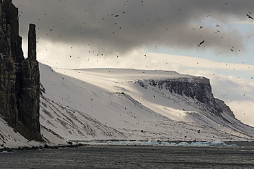 Bruennich's Guillemots (Uria lomvia), Alkefjellet, Spitsbergen, Svalbard Islands, Arctic, Norway, Europe