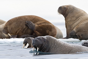 Atlantic walruses (Odobenus rosmarus), Vibebukta, Austfonna, Nordaustlandet, Svalbard Islands, Arctic, Norway, Europe